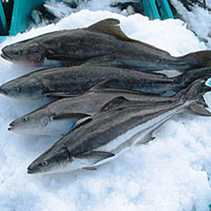 COBIA FISH