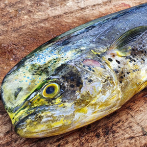 Mahi Mahi Fish – Tri-Seas Catalogue