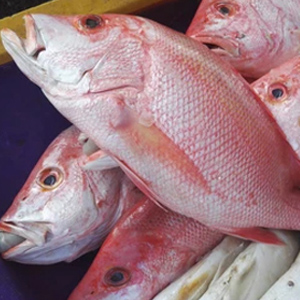 Red Snapper