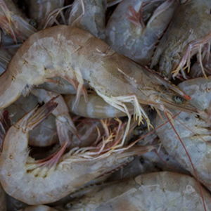 WHITE PRAWNS