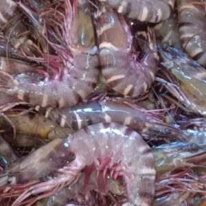 tiger prawns
