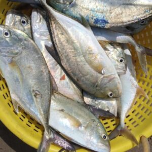 trevally